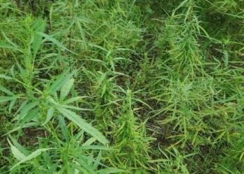 NDLEA Destroys 8 Hectares Of Cannabis Farms In Cross River