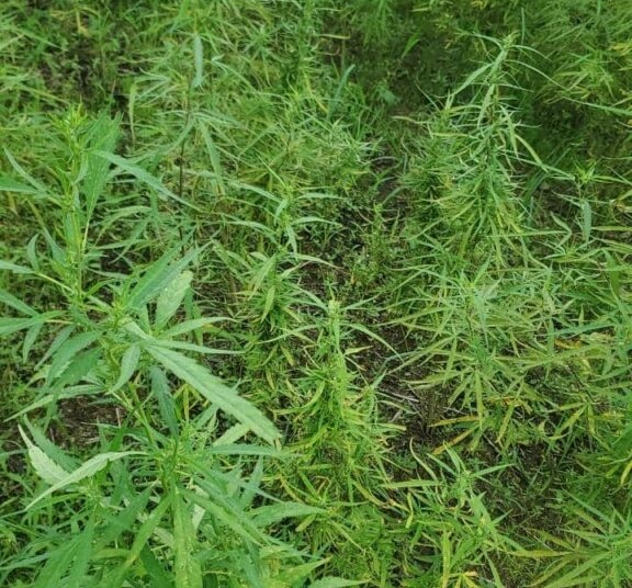 NDLEA Destroys 8 Hectares Of Cannabis Farms In Cross River 1 WhatsApp Image 2026 04 26 at 11.28.25 PM
