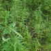 NDLEA Destroys 8 Hectares Of Cannabis Farms In Cross River