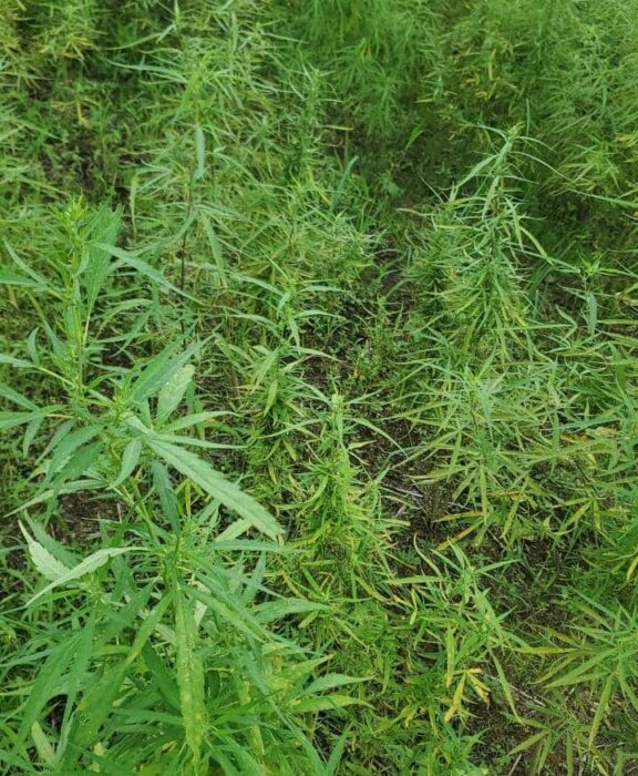 NDLEA Destroys 8 Hectares Of Cannabis Farms In Cross River