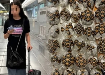 Teen Arrested At Bangkok Airport For Smuggling 30 Tortoises