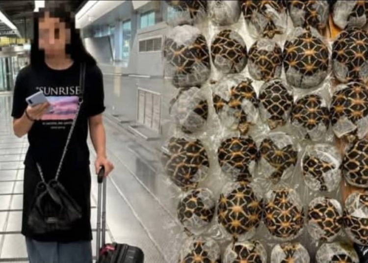 Teen Arrested At Bangkok Airport For Smuggling 30 Tortoises 1 WhatsApp Image 2026 04 30 at 2.37.45 PM