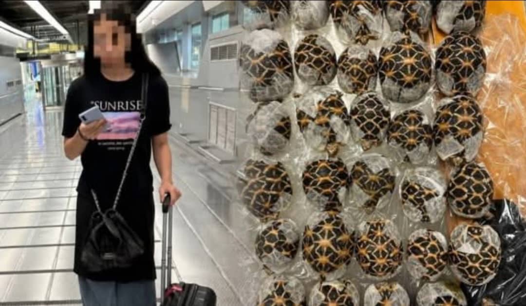 Teen Arrested At Bangkok Airport For Smuggling 30 Tortoises