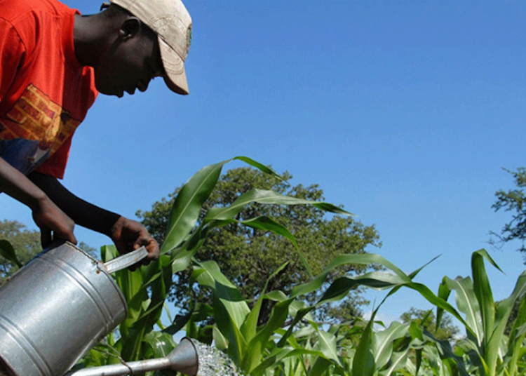 Ministry, Expo Organisers To Promote Agribusiness, Export, Investment, Other 1 farmer