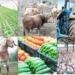 FG Recommits To Affordable Finance For Youth-led Agribusiness