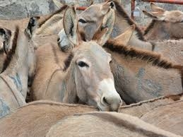 Federal Govt To Regulate Donkey Trade Against Illegal Activities 1 images 2026 04 10T152011.260