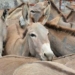 Federal Govt To Regulate Donkey Trade Against Illegal Activities 5 Federal Govt To Regulate Donkey Trade Against Illegal Activities