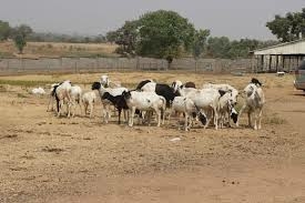 FG, Animal Science Institute Partner To Drive Livestock Investment