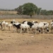 FG, Animal Science Institute Partner To Drive Livestock Investment 4 FG, Animal Science Institute Partner To Drive Livestock Investment