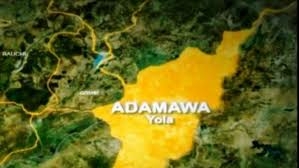 Adamawa Destroys 70 Toxic Cows