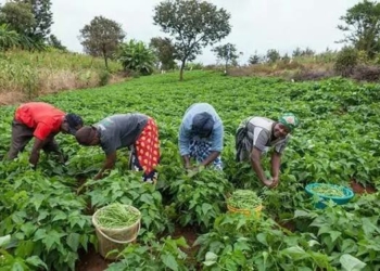 Nigeria’s Agric Sector Holds Key To Economic Recovery – FAO