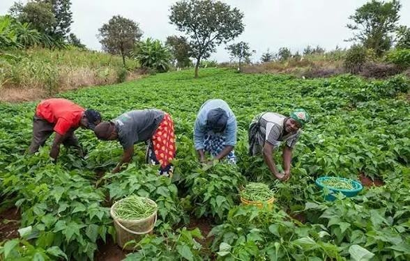 Nigeria’s Agric Sector Holds Key To Economic Recovery - FAO 1 images 2026 04 24T121417.463