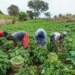 Nigeria’s Agric Sector Holds Key To Economic Recovery – FAO