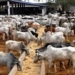 FG Targets Tsetse Threat In Multi-State Livestock Campaign