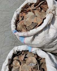 Nigeria Arrests Fugitive Wildlife Trafficker After 5 Years On Run