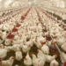 FG Plans Targeted Interventions In Poultry Amid Supply, Costs Concerns