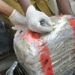 Customs Seize N18.96bn Cannabis Hidden In Imported Vehicles At Lagos Port 5 Customs Seize N18.96bn Cannabis Hidden In Imported Vehicles At Lagos Port