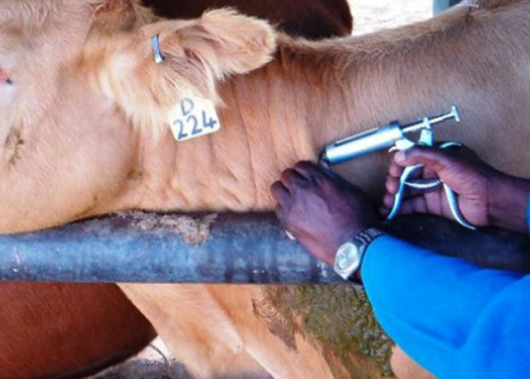 Benue Distributes 70,000 Doses Of Vaccine To Strengthen Livestock Sector 1 livestock vaccination 1062x598 1