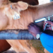 Benue Distributes 70,000 Doses Of Vaccine To Strengthen Livestock Sector