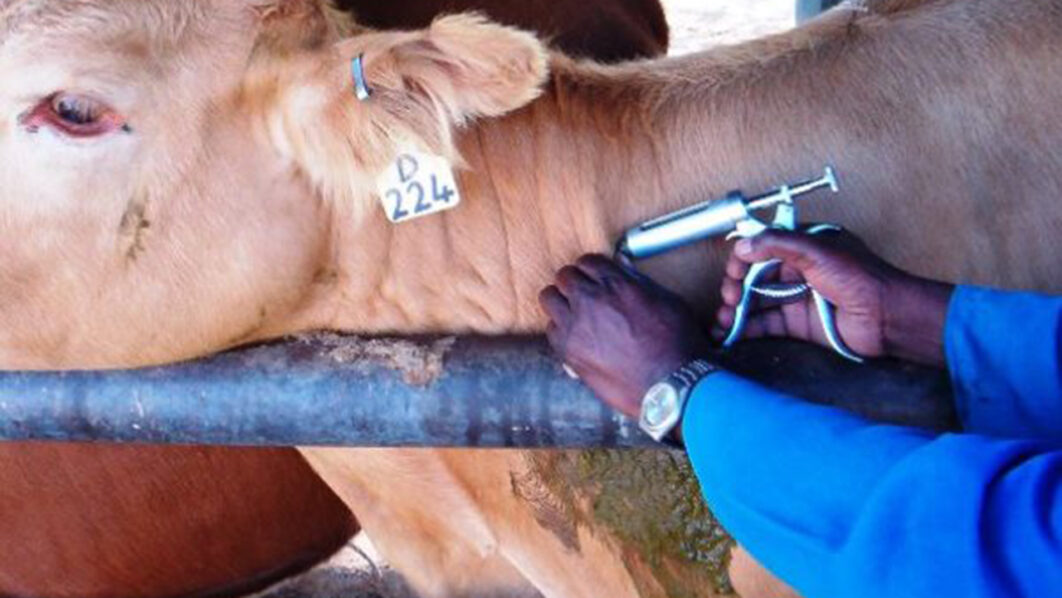 Benue Distributes 70,000 Doses Of Vaccine To Strengthen Livestock Sector
