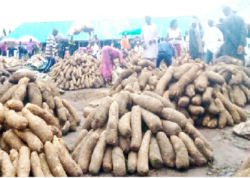 Yam Value Chain Rises As Lucrative Investment Amid Food Crisis