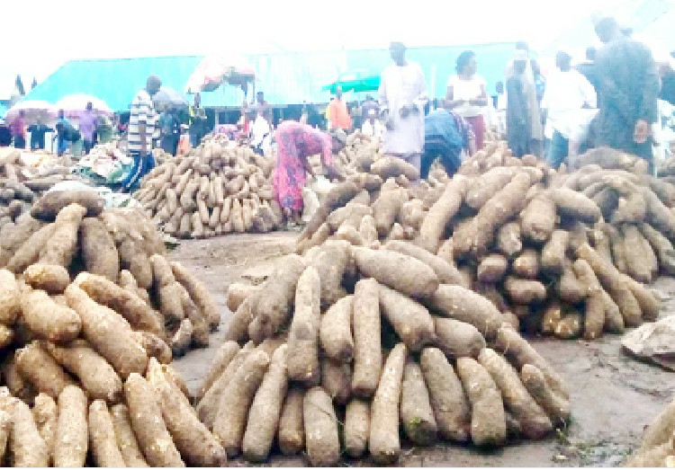 Yam Value Chain Rises As Lucrative Investment Amid Food Crisis 1 yam market