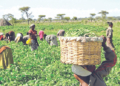 One Acre Fund Launches 2026 Input Distribution For 88,000 Farmers