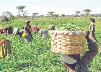 One Acre Fund Launches 2026 Input Distribution For 88,000 Farmers