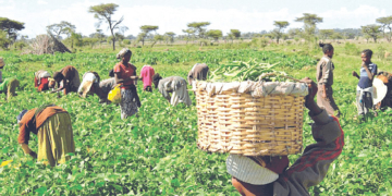 One Acre Fund Launches 2026 Input Distribution For 88,000 Farmers
