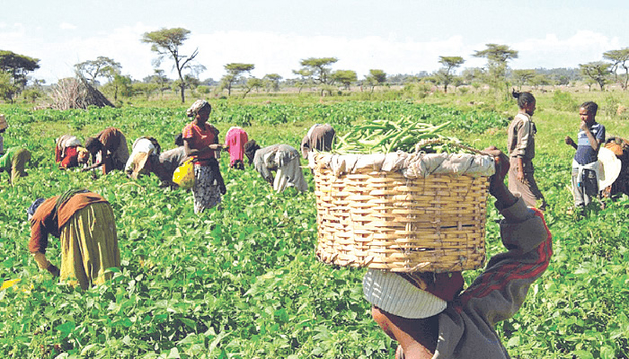A farmers on a farmland