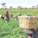 One Acre Fund Launches 2026 Input Distribution For 88,000 Farmers