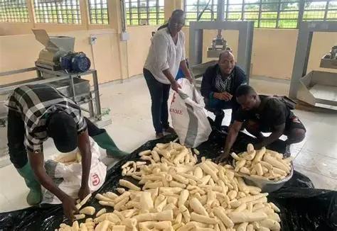 Agribusiness Firm Secures N150m To Boost Cassava Processing