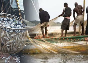 Nigeria’s Industrial Fishing Sector Meets 10% Of 35% Annual Capacity