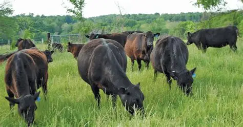 FG Moves To Reduce Open Grazing With Ranching, Breeding Programme 1 Ranch 1