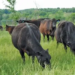 FG Moves To Reduce Open Grazing With Ranching, Breeding Programme 5 FG Moves To Reduce Open Grazing With Ranching, Breeding Programme