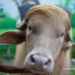 Viral Trump Lookalike Albino Buffalo Spared From Eid Sacrifice, Moved To National Zoo