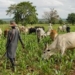 Oyo Engages Farmers, Herders On Grazing Law’s Compliance