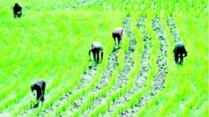 Only 30% Of Nigerian Farmers Use Modern Tools, AFAN Raises Alarm