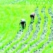 Only 30% Of Nigerian Farmers Use Modern Tools, AFAN Raises Alarm