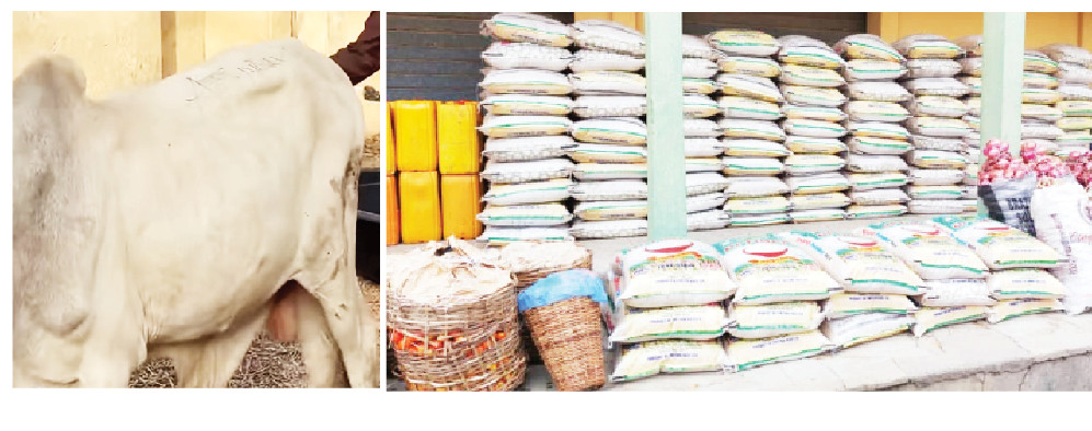 Kano Govt Donates Cows, Rice To Inmates For Eid-el-Kabir