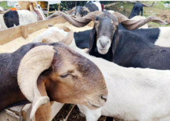 Eid-el-Kabir: Kebbi Ram Sellers Lament Poor Sales