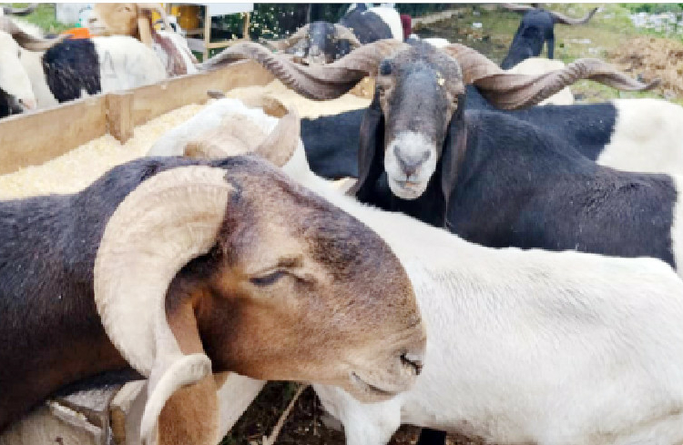 Eid-el-Kabir: Kebbi Ram Sellers Lament Poor Sales 1 A ram being priced N1.5 million ahead of Eid-el-Kabir celebration in Ashade Guinness Area, Agege in Lagos, yesterday. PHOTO: KOLAWOLE ALIU