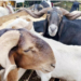 Eid-el-Kabir: Kebbi Ram Sellers Lament Poor Sales