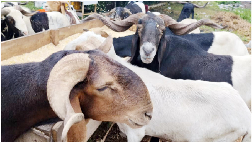 Eid-el-Kabir: Traders Lament Poor Sales As Ram Price Hits N1.4m