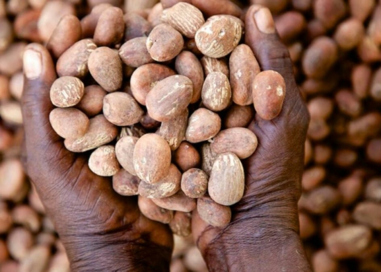 shea Nuts new