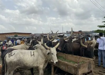 FG Begins Construction Of 500-Bull-per-day Abattoir In Jos