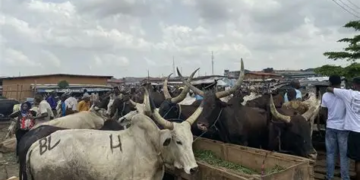 FG Begins Construction Of 500-Bull-per-day Abattoir In Jos