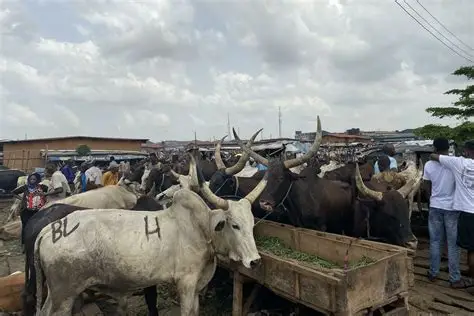 FG Begins Construction Of 500-Bull-per-day Abattoir In Jos 1 Abbatoi