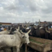 FG Begins Construction Of 500-Bull-per-day Abattoir In Jos 5 FG Begins Construction Of 500-Bull-per-day Abattoir In Jos