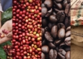 Global Coffee Market Records Significant Price Crash